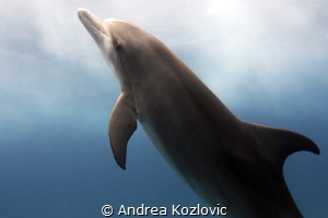 This young Atlantic spotted dolphin was so bold and curio... by Andrea Kozlovic 